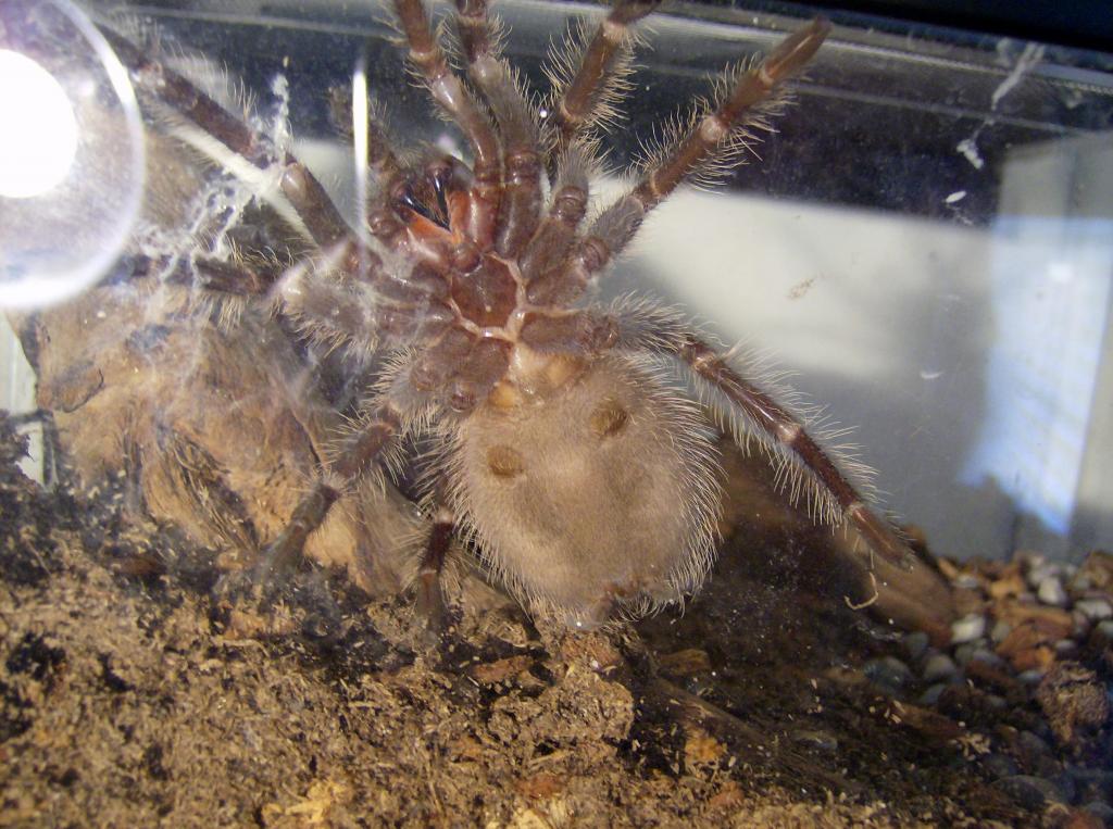 Lasiodora parahybana