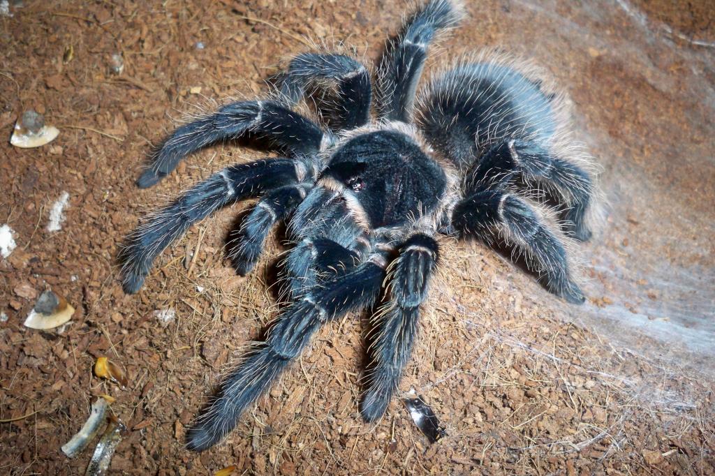 Lasiodora parahybana | Arachnoboards