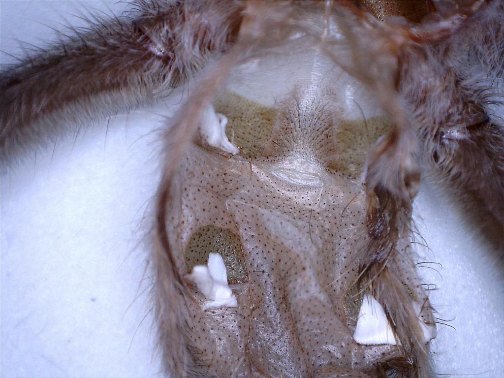 Lasiodora parahybana