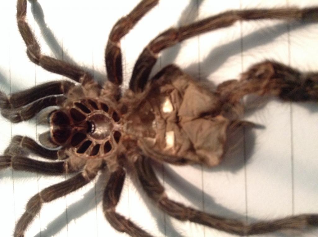 Lasiodora parahybana