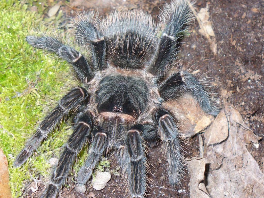 Lasiodora Parahybana