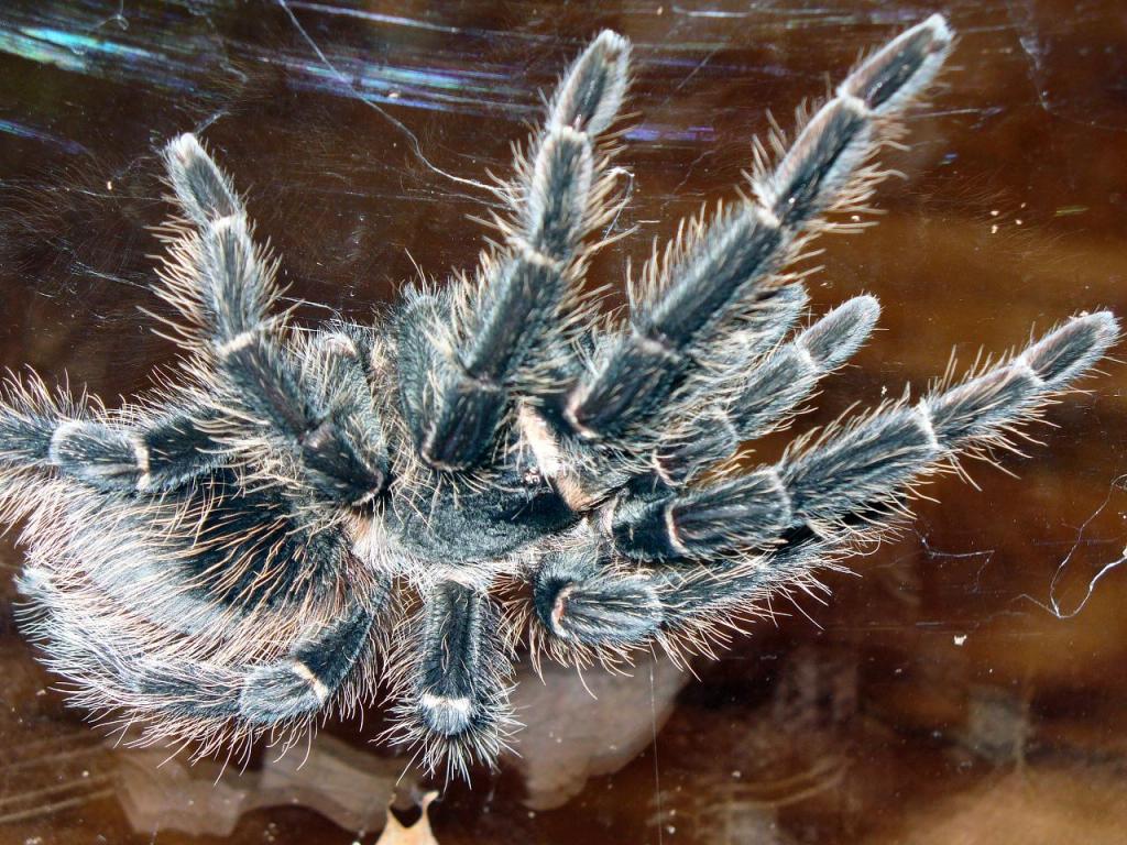 Lasiodora Parahybana