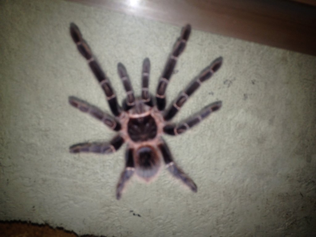 Lasiodora parahybana