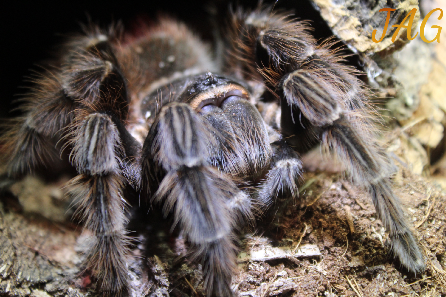 Lasiodora parahybana