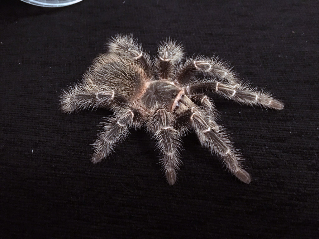 Lasiodora parahybana