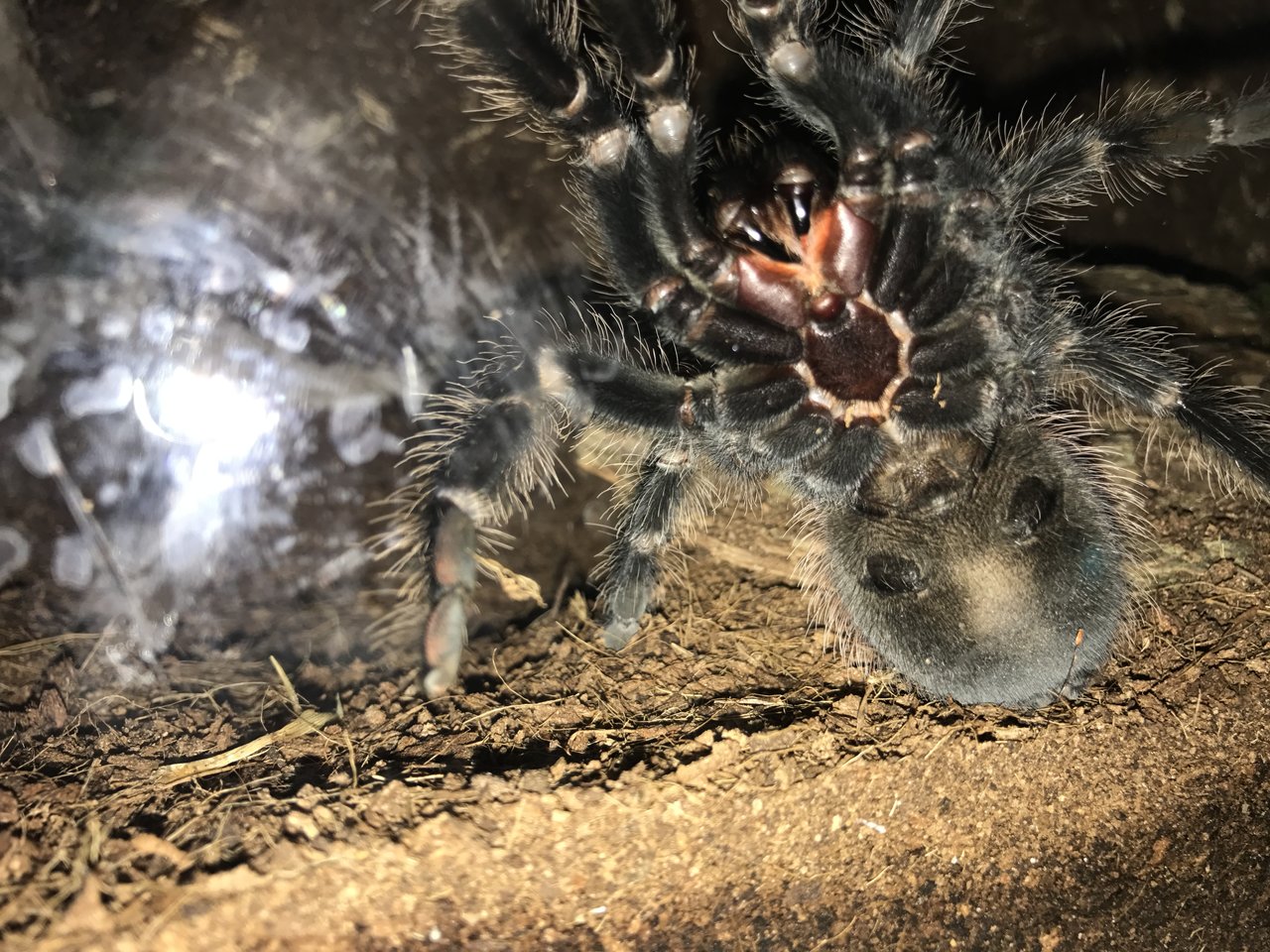 Lasiodora parahybana