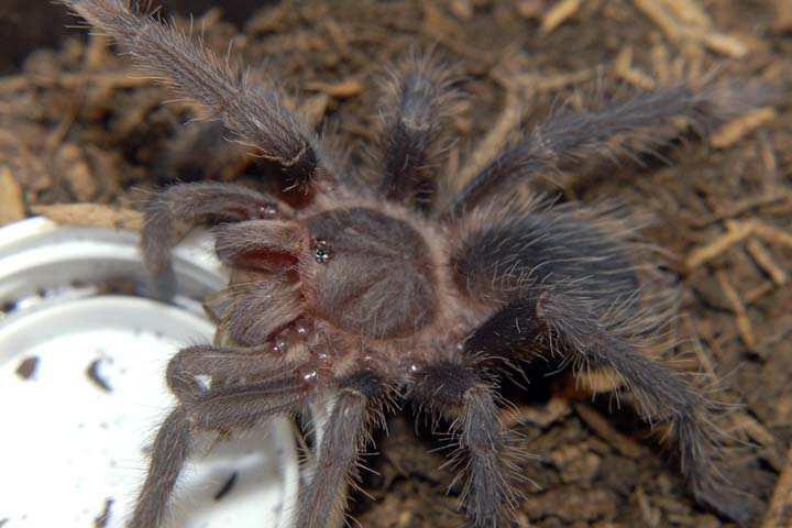 Lasiodora parahybana