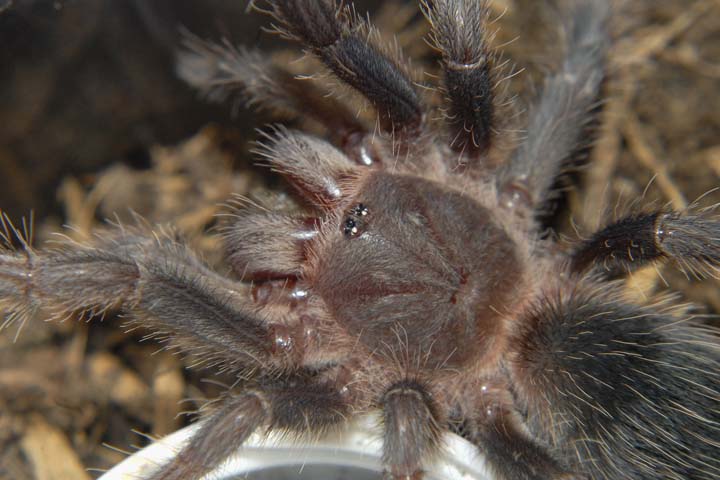 Lasiodora parahybana