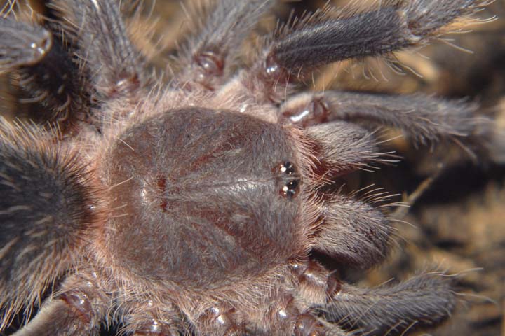 Lasiodora parahybana