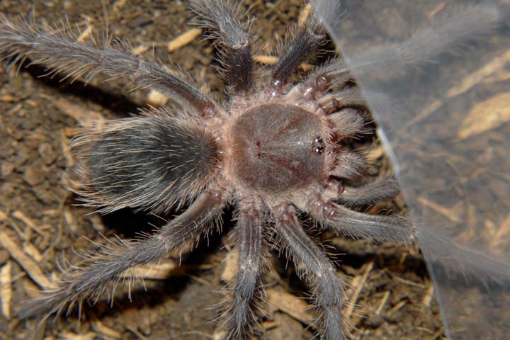 Lasiodora parahybana