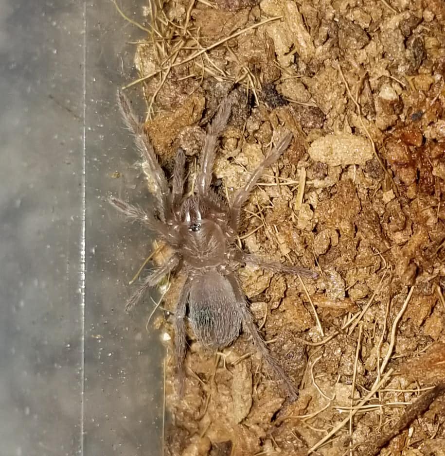 Lasiodora Parahybana