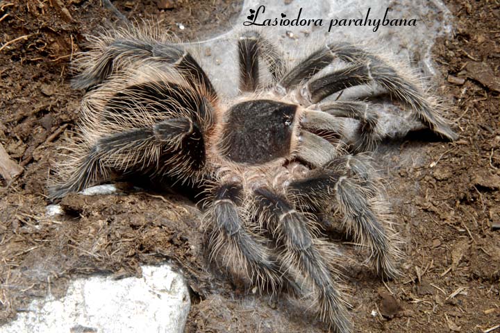 Lasiodora parahybana