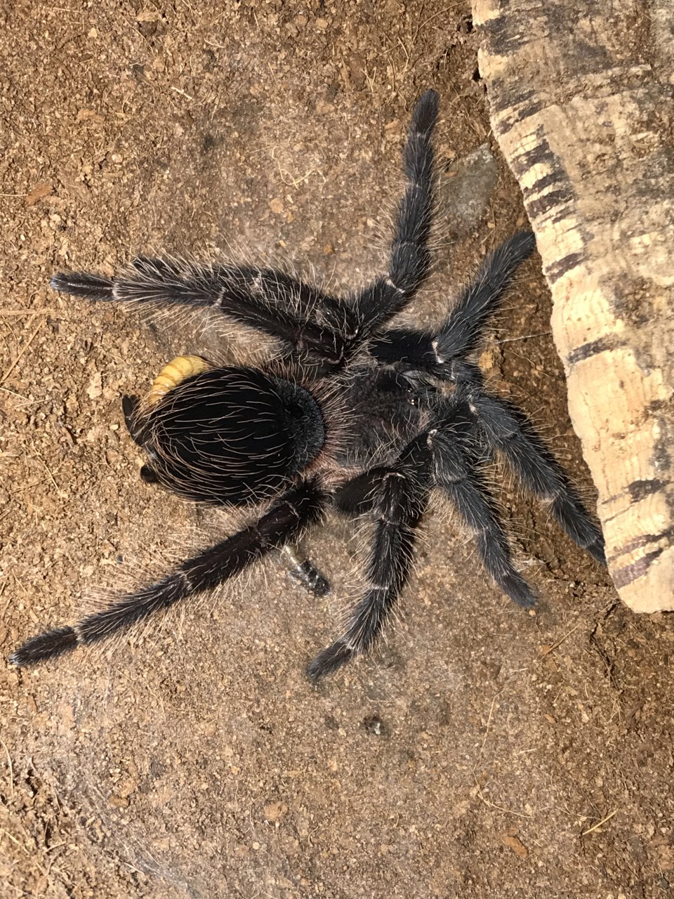 Lasiodora parahybana