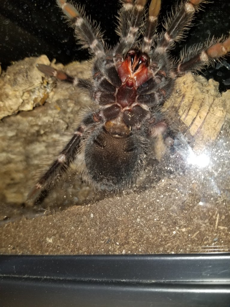 Lasiodora parahybana