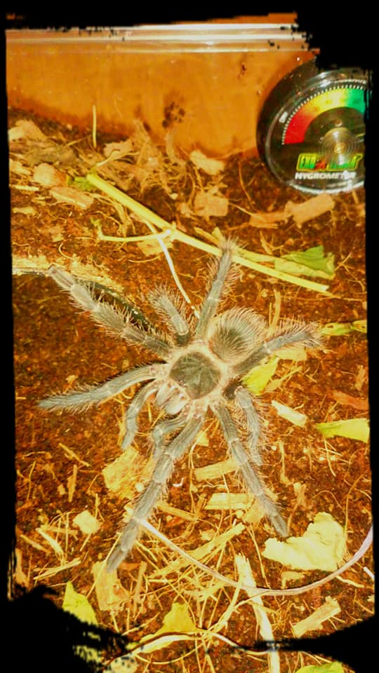 Lasiodora Parahybana