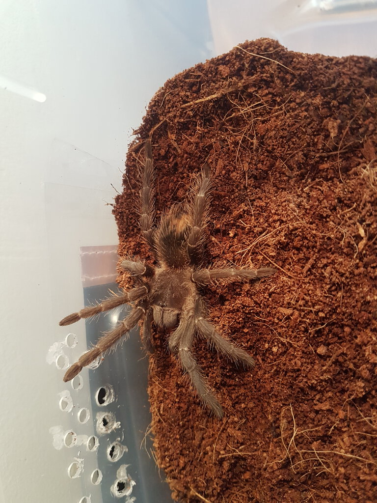 Lasiodora parahybana