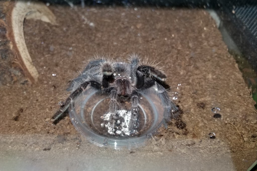 Lasiodora parahybana