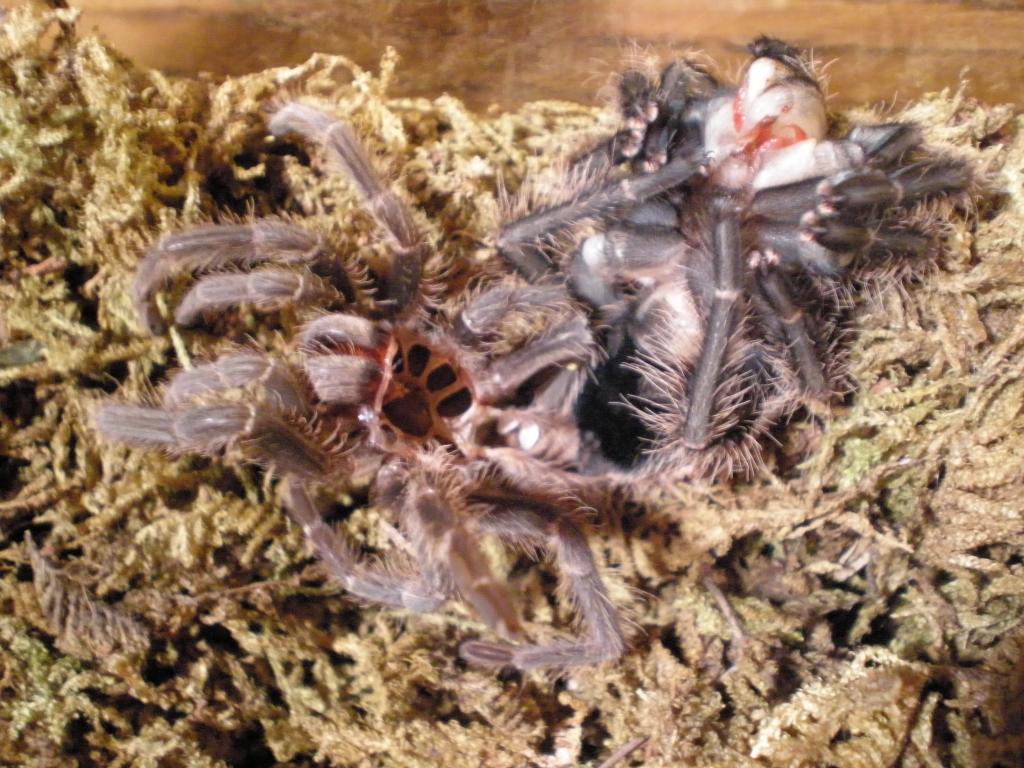 Lasiodora Parahybana