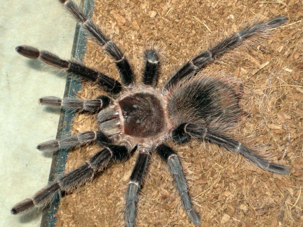 Lasiodora Parahybana