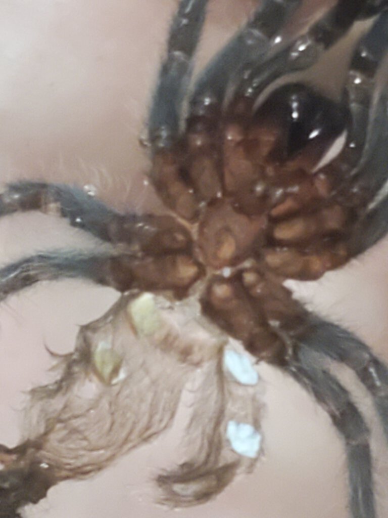 Lasiodora parahybana