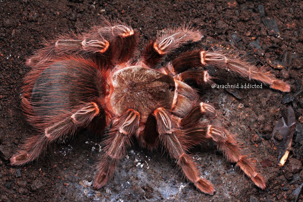 Lasiodora parahybana.