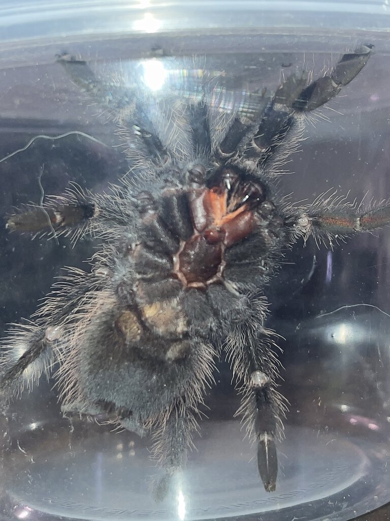 Lasiodora parahybana