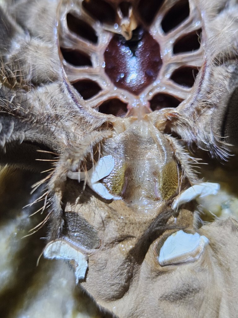 Lasiodora parahybana