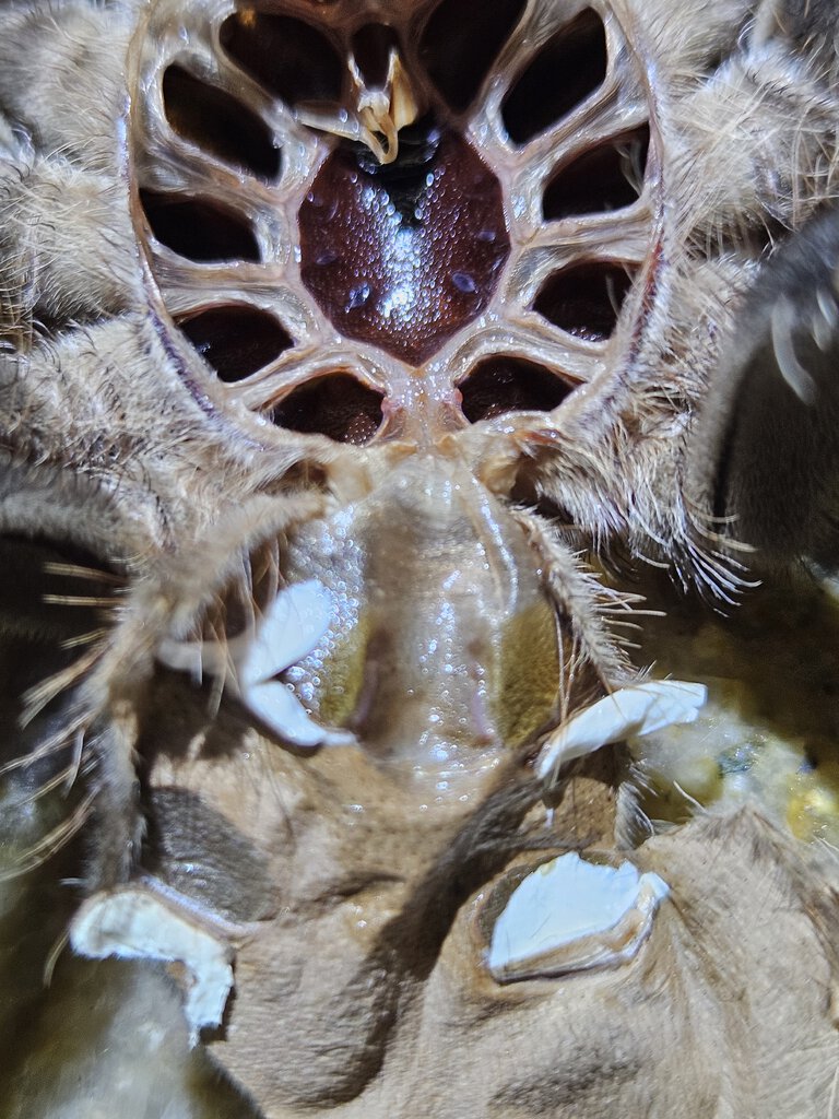 Lasiodora parahybana