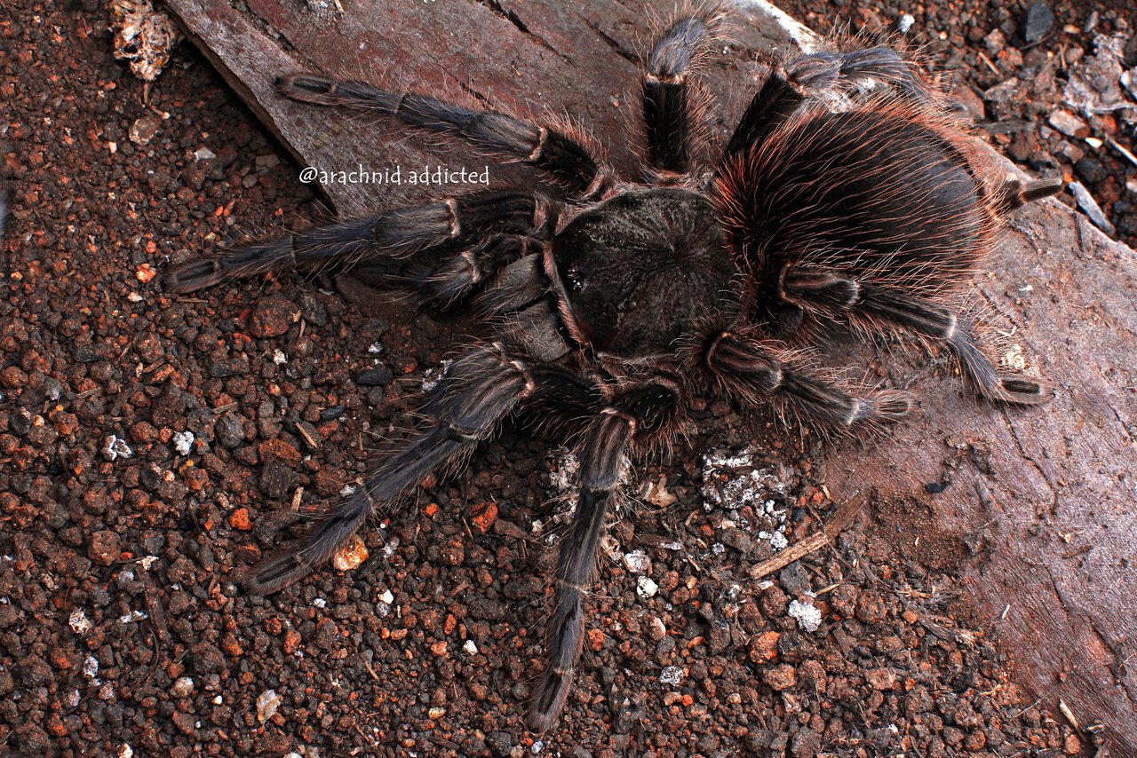 Lasiodora pleopectra.