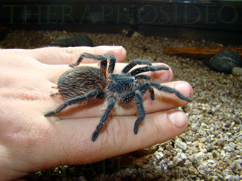 Lasiodora Sp