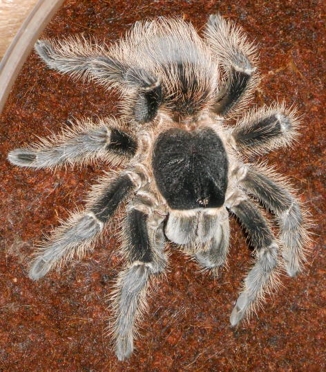 Lasiodora Striatipes