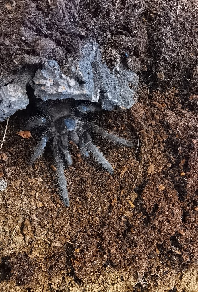 Lasiodora striatipes