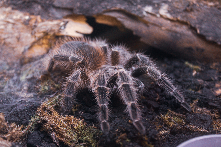 Lasiodora subcanens - juvenile female