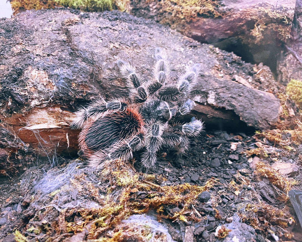 Lasiodora subcanens sub adult female