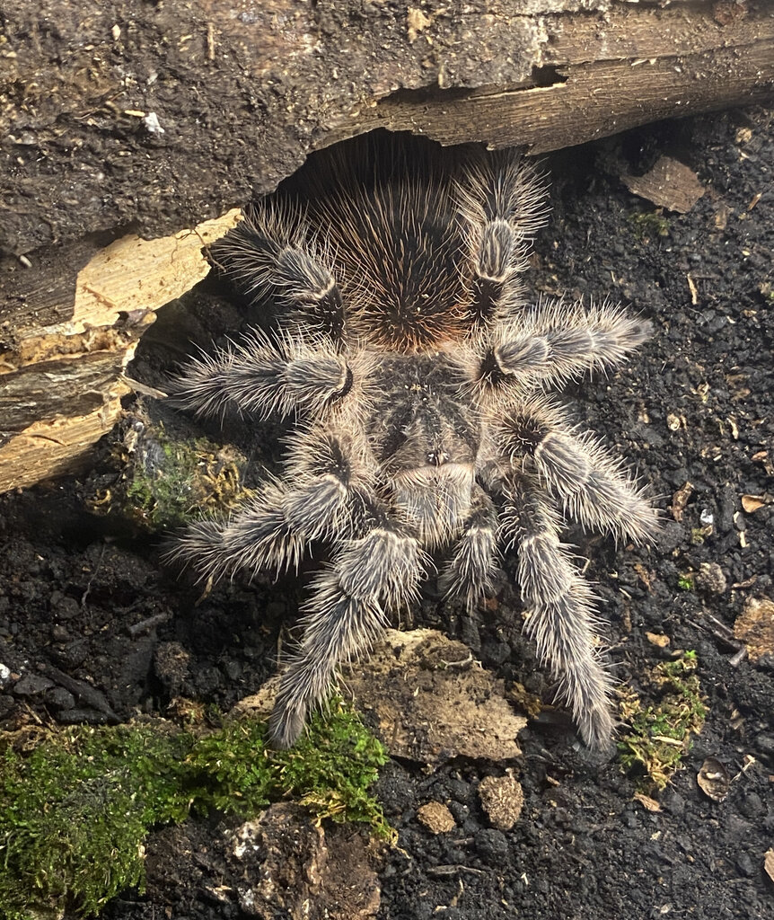 Lasiodora subcanens