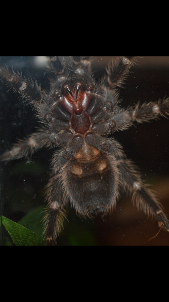 Lasiodora [ventral sexing]