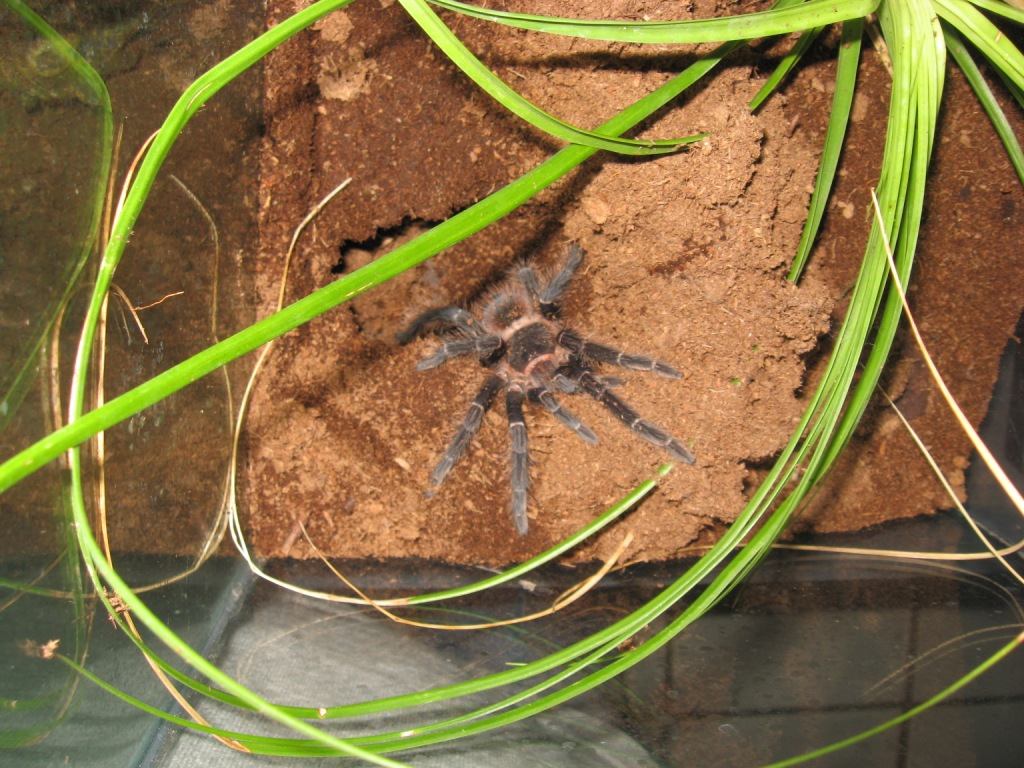 lasiodora...