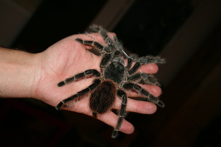 Lasiodora (...) ?