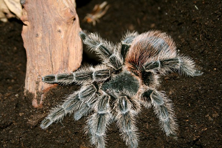 Lasiodora (...) ?