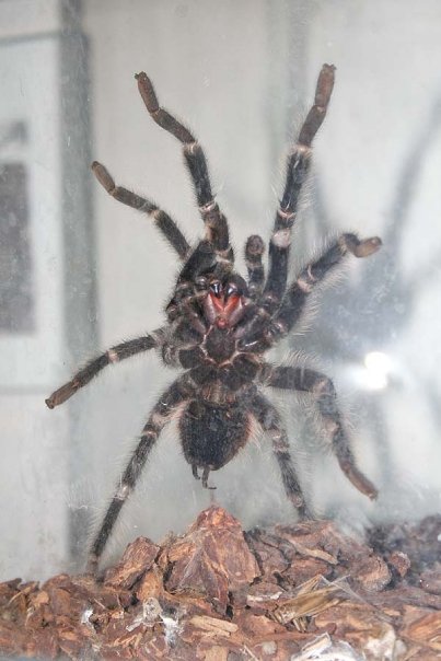 lasiodora