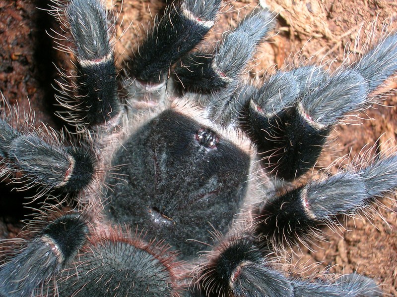 Lasiodora