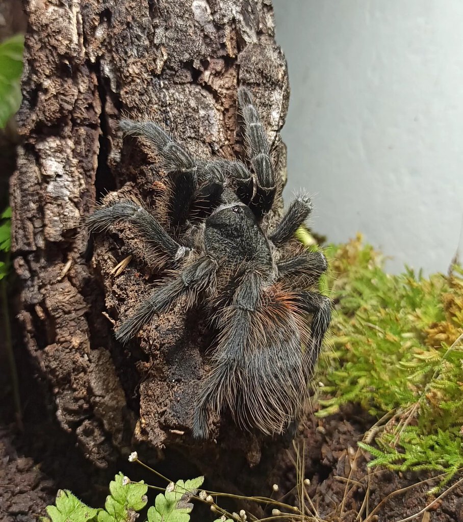 Lasiodora?