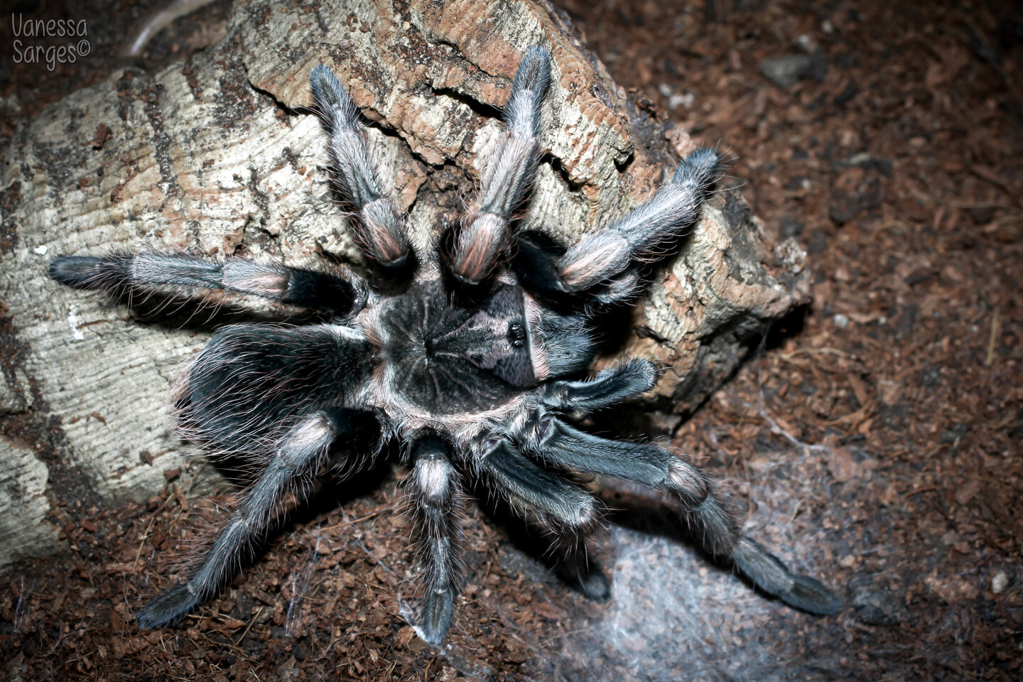 Lasiodorides polycuspulatus Freshly Moulted Male