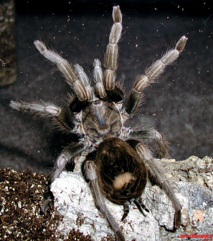 Lasiodorides polycuspulatus