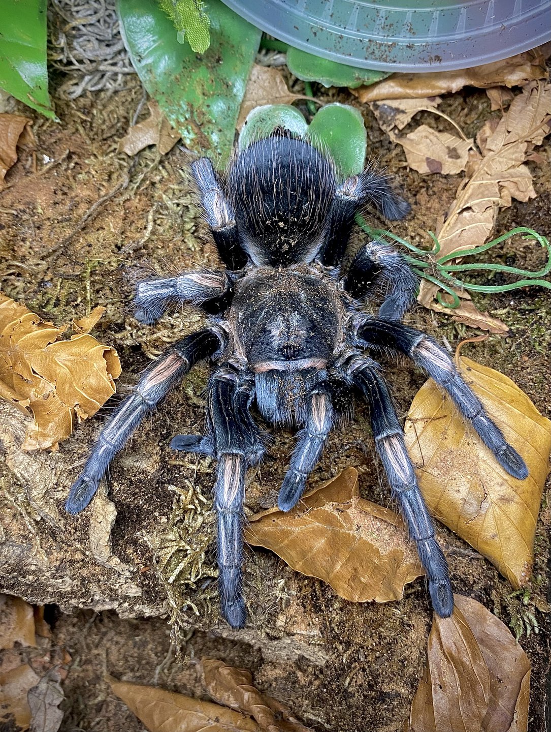 Lasiodorides polycuspulatus