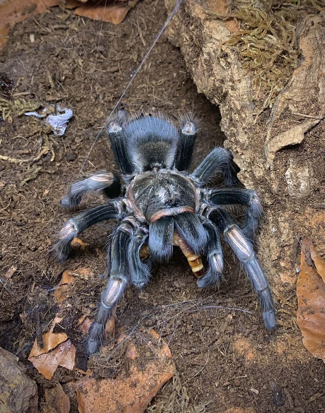 Lasiodorides polycuspulatus