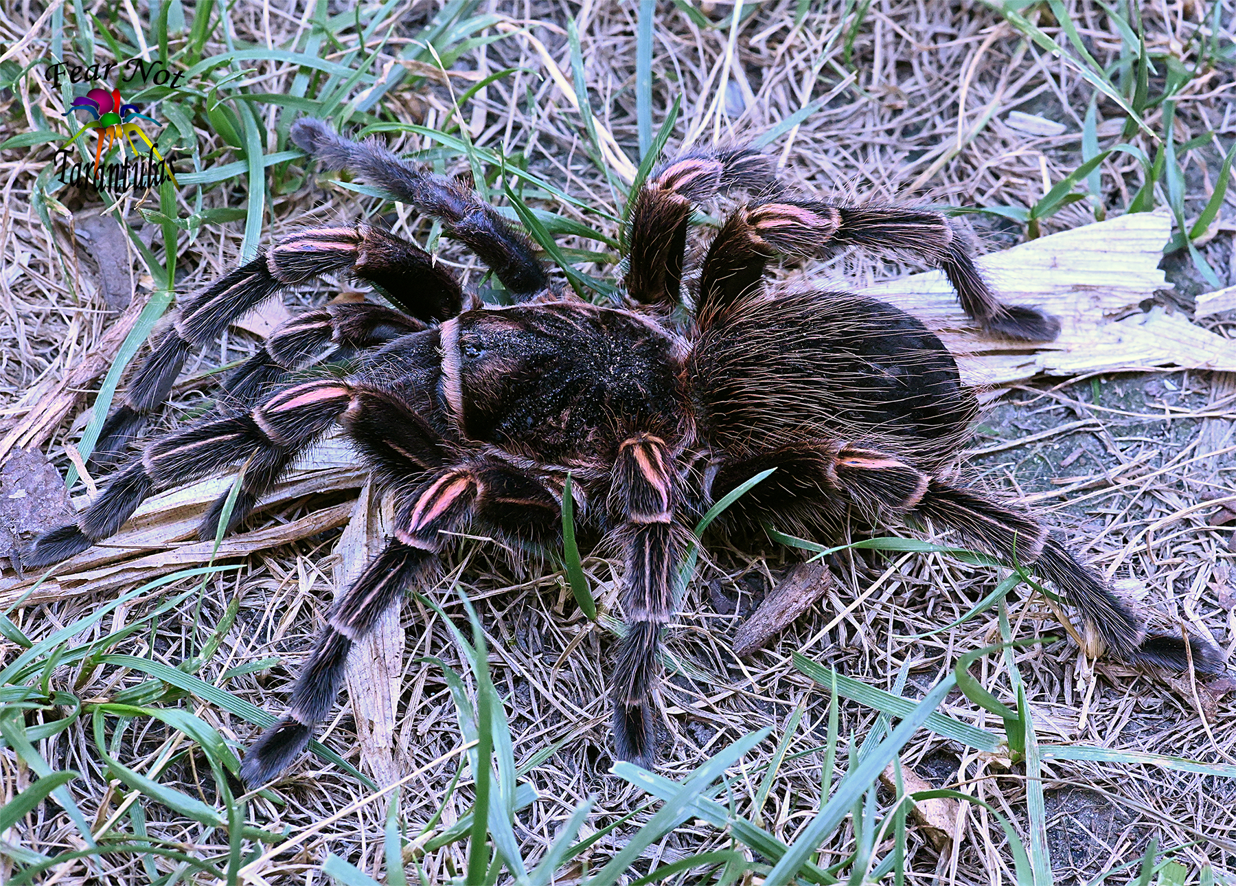 Lasiodorides striatus (Peruvian Orange Stripe) Female