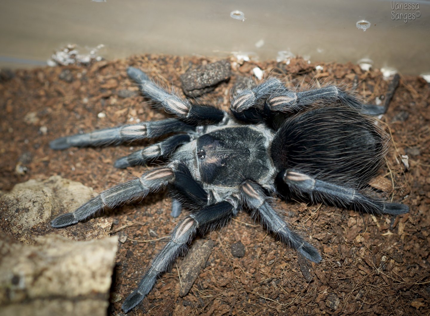 Lasiodorides striatus Sub-Adult Female - 4.25"