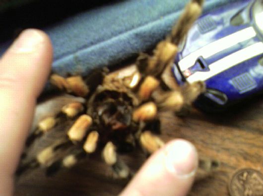 Last Molt Pics continued