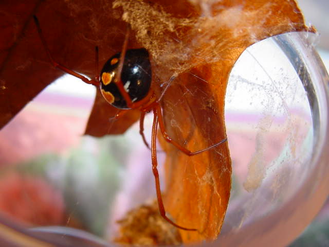 Latrodectus bishopi